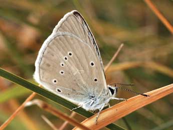 Polyommatus dolus Hb. adulte - Daniel Morel