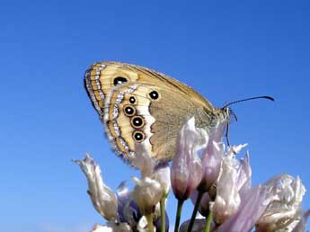 Coenonympha dorus Esp. adulte - ©Jean-Pierre Arnaud