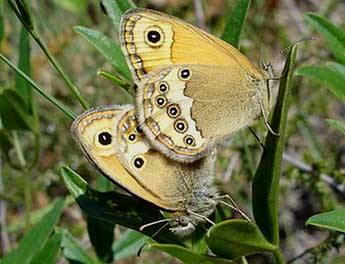 Coenonympha dorus Esp. adulte - Jean-Pierre Arnaud