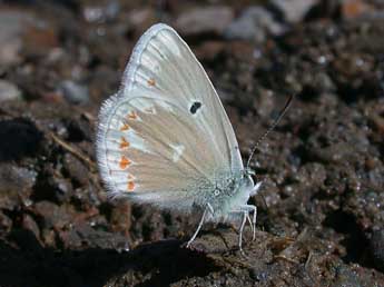 Polyommatus dorylas D. & S. adulte - Philippe Mothiron