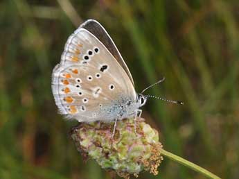 Polyommatus dorylas D. & S. adulte - Philippe Mothiron