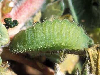  Chenille de Polyommatus dorylas D. & S. - Tristan Lafranchis