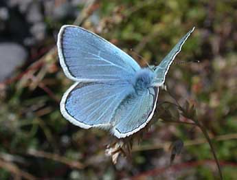 Polyommatus dorylas D. & S. adulte - Philippe Mothiron