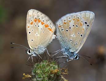 Polyommatus dorylas D. & S. adulte - Tristan Lafranchis