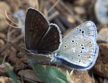 Polyommatus dorylas D. & S. adulte - Tristan Lafranchis