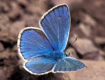 Polyommatus dorylas D. & S. adulte - Tristan Lafranchis