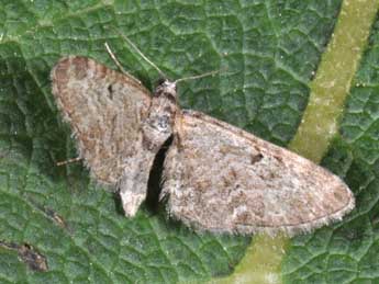 Eupithecia druentiata Dietze adulte - ©Philippe Mothiron