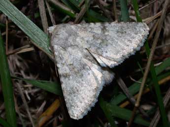 Polymixis dubia Dup. adulte - Philippe Mothiron