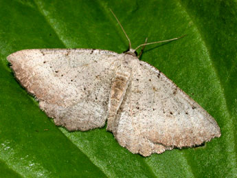 Odontognophos dumetata Tr. adulte - Philippe Mothiron