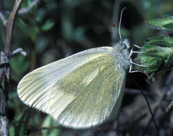 Leptidea duponcheli Stgr adulte - Tristan Lafranchis