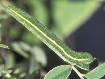  Chenille de Leptidea duponcheli Stgr - ©Tristan Lafranchis