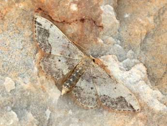 Idaea efflorata Z. adulte - ©Daniel Morel