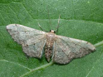 Idaea efflorata Z. adulte - ©Philippe Mothiron