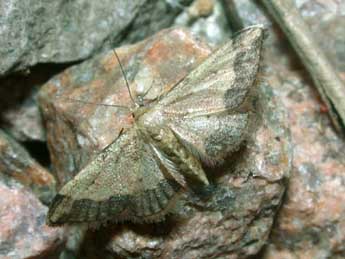 Idaea efflorata Z. adulte - Philippe Mothiron