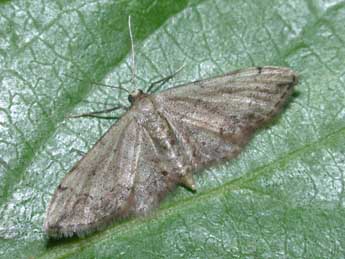 Idaea efflorata Z. adulte - Philippe Mothiron