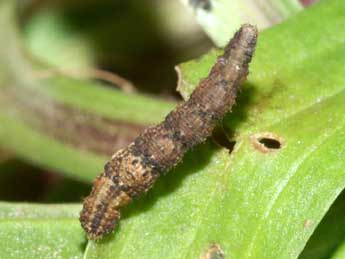  Chenille de Idaea efflorata Z. - ©Lionel Taurand