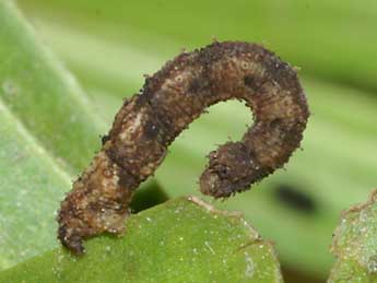  Chenille de Idaea efflorata Z. - ©Lionel Taurand