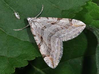 Aplocera efformata Gn. adulte - Philippe Mothiron