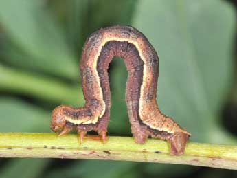  Chenille de Aplocera efformata Gn. - ©Philippe Mothiron