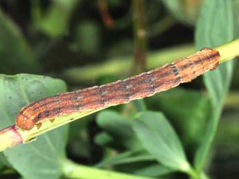  Chenille de Aplocera efformata Gn. - ©Philippe Mothiron