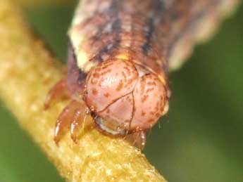  Chenille de Aplocera efformata Gn. - ©Philippe Mothiron