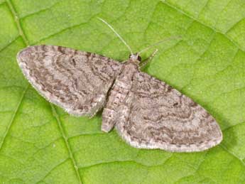 Eupithecia egenaria H.-S. adulte - ©Philippe Mothiron