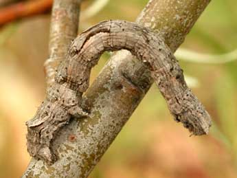  Chenille de Crocallis elinguaria L. - ©Daniel Morel