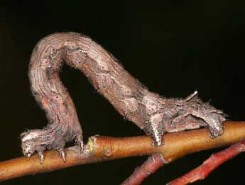  Chenille de Crocallis elinguaria L. - ©Daniel Morel