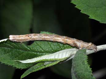  Chenille de Crocallis elinguaria L. - Philippe Mothiron