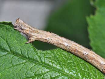  Chenille de Crocallis elinguaria L. - Philippe Mothiron