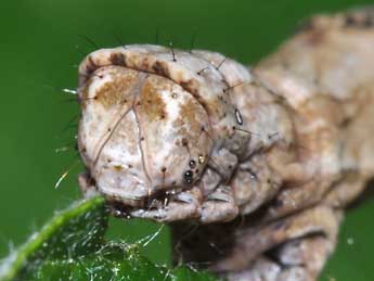  Chenille de Crocallis elinguaria L. - ©Philippe Mothiron