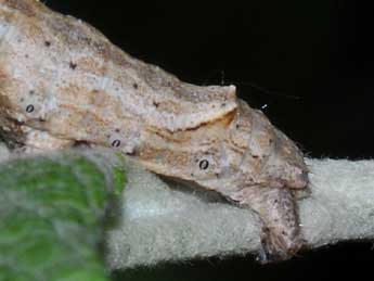  Chenille de Crocallis elinguaria L. - ©Philippe Mothiron