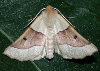 Crocallis elinguaria L. adulte - ©Philippe Mothiron