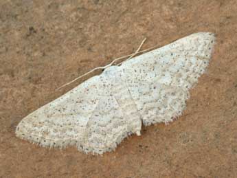 Idaea elongaria Rbr adulte - ©Daniel Morel