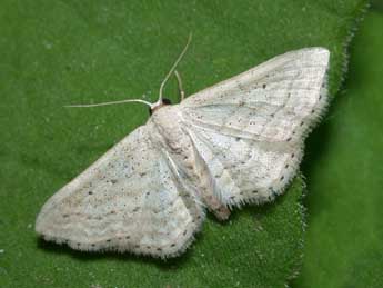 Idaea elongaria Rbr adulte - ©Philippe Mothiron