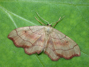 Idaea emarginata L. adulte - Philippe Mothiron