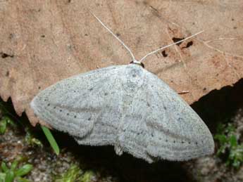 Scopula emutaria Hb. adulte - Philippe Mothiron