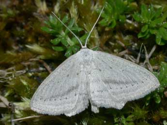 Scopula emutaria Hb. adulte - ©Philippe Mothiron