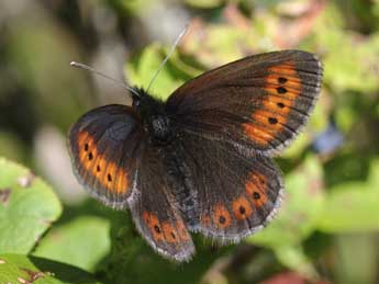 Erebia epiphron Knoch adulte - Jean-Franois Maradan