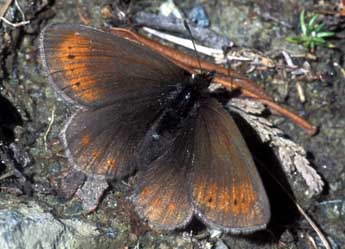 Erebia epiphron Knoch adulte - Tristan Lafranchis