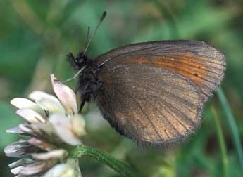 Erebia epiphron Knoch adulte - Tristan Lafranchis