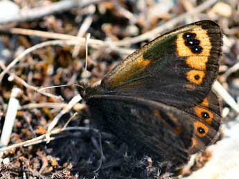 Erebia epistygne Hb. adulte - ©Daniel Morel