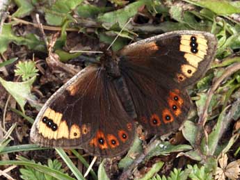 Erebia epistygne Hb. adulte - ©Daniel Morel