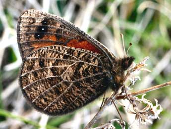 Erebia epistygne Hb. adulte - Daniel Morel