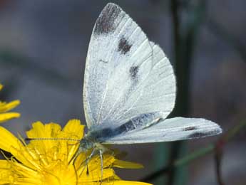 Pieris ergane Gey. adulte - ©Tristan Lafranchis