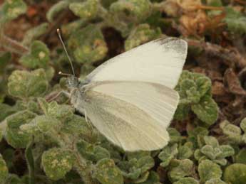 Pieris ergane Gey. adulte - ©Daniel Morel