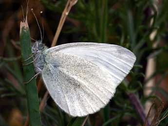 Pieris ergane Gey. adulte - Daniel Morel