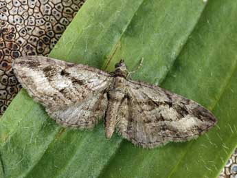 Eupithecia ericeata Rbr adulte - ©Daniel Morel