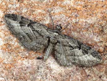 Eupithecia ericeata Rbr adulte - ©Daniel Morel