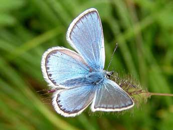 Polyommatus eros O. adulte - ©Patrick Gros